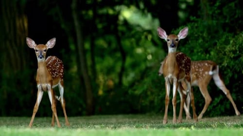 Cerfs