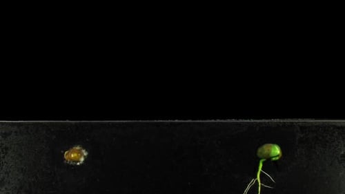 Time Lapse of a Bean Sprout Germinating