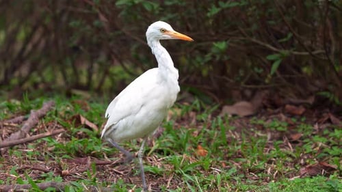 Wilder Silberreiher, Ardea alba, der auf dem Waldboden spaziert, nach Insekten sucht und seine Beute verfolgt