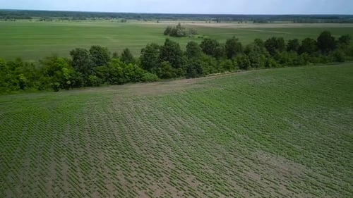 Vue aérienne d'un champ de tournesols en Ukraine