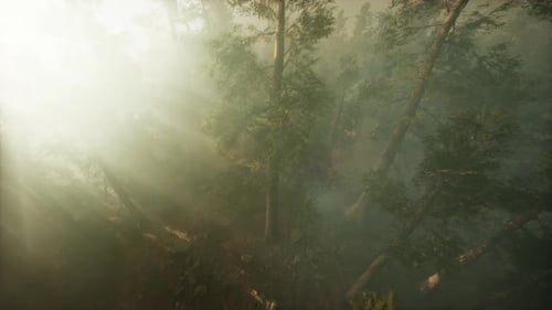 Drone rompendo a neblina para mostrar sequoias e pinheiros