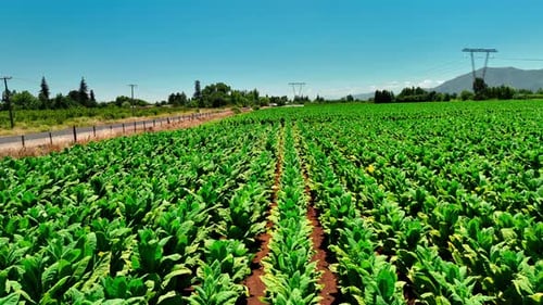 Landscape Panoramic view of Tobacco fields
