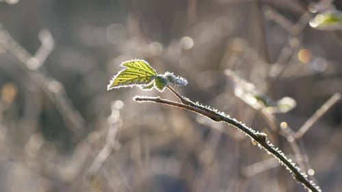 Frost and light snowflakes sit on lonely single green leaf. Orbit shot, bokeh background.