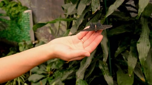 Foco seletivo de borboleta tropical na mão