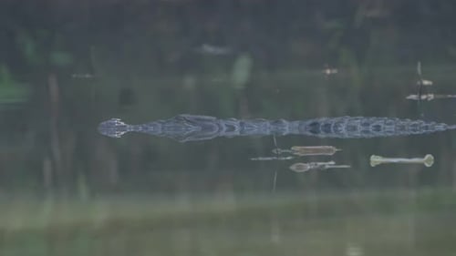 crocodiles in wetlands