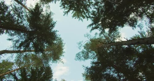 A view of the sky through the canopy of tall coniferous trees in a forest.