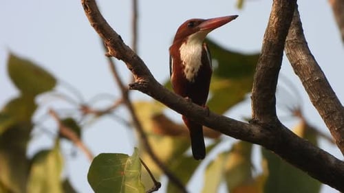 Kingfisher Perched on Tree Branch on Sunny Day