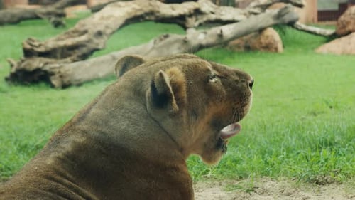 Löwin gähnt auf einer grünen Wiese