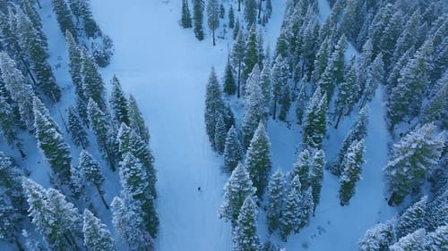 Skier in Snowy Woods Frosted Trees Surround Skier Moving Smoothly