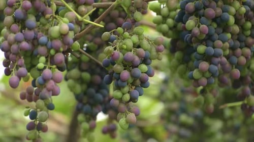 Bunches of ripening blue grapes growing on vine at a farm. Closeup of unripe green grapes