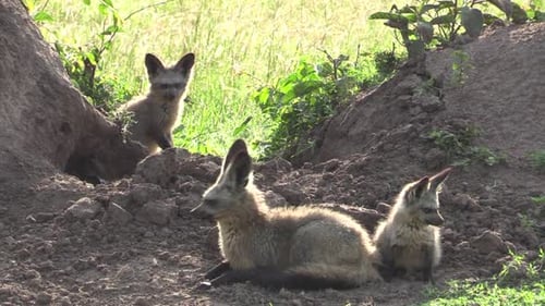 A Group Of Bat-eared Fox Lounging Around The Dry Ground In Masai Mara, Kenya. -wide shot