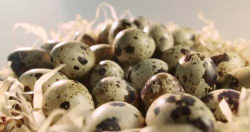 Close Up Macro of Quail Eggs in Straw Nest