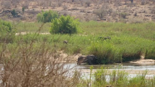 Elefante en el río revelado por la derecha desde un arbusto en el parque nacional Kruger, cámara lenta