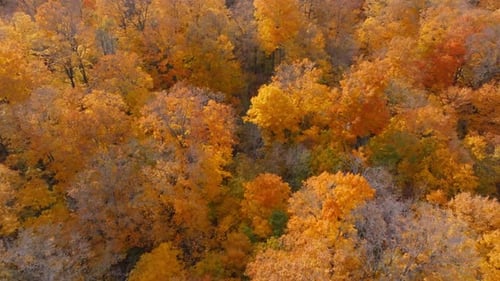 Vibrant autumn forest with colorful trees seen from above in an aerial view