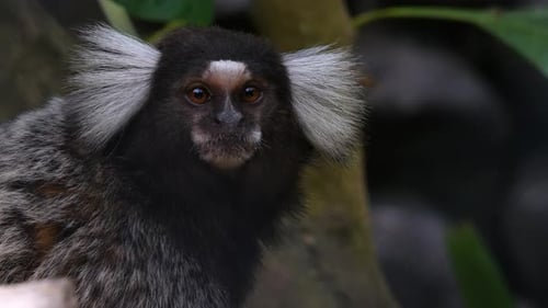 The common marmoset (Callithrix jacchus), also called white-tufted marmoset