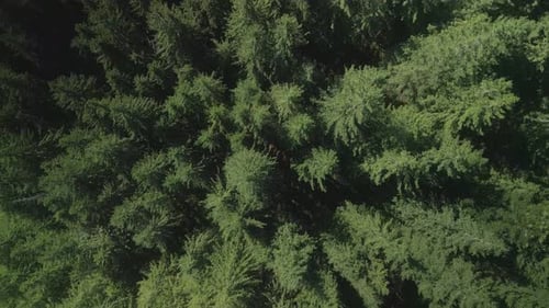 Green Pine Tree Coniferous Forest Aerial Top Down View Dramatic Nature Background Travel Destination