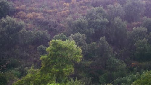 Forest trees at a rainy day