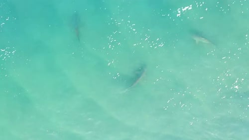 Sharks swimming in shallow water, Mediterranean Israel, aerial