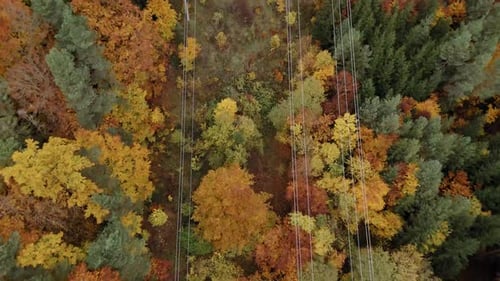 Colorful autumn forest with vibrant leaves and power lines captured from above in aerial view