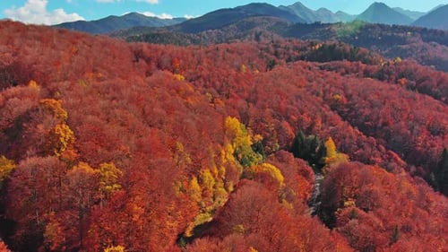 Autumn Forest in Carpathian Mountains
