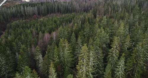 Aerial View Of Coniferous Forest Near Holmenkollbakken In Oslo, Norway.