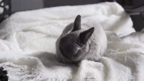 Cute Rabbit Grooming Fur on a Soft Blanket
