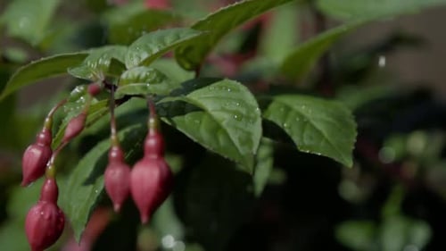 Close Up of Red Flowers and Green Leaves