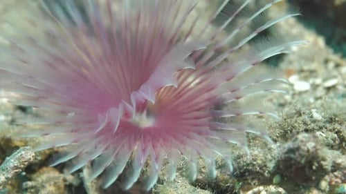 Marine Bristle Worm on Rocky Bottom of Turquoise Ocean