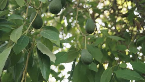 Abundance of avocado fruits hanging from the tree branch, harvest time.