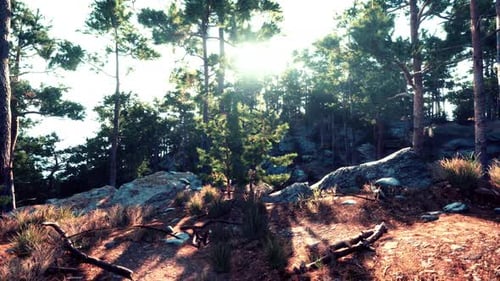 Sunlight Filters Through Tall Pine Trees in a Serene Forest Landscape