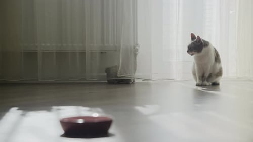 Cat grooming indoors near food bowl and window