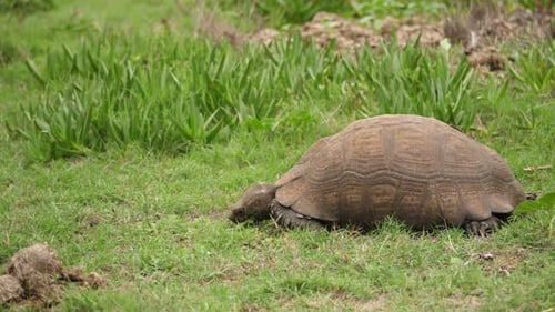 Brown tortoise eats green grass inching along in South Africa, Profile Wide Shot