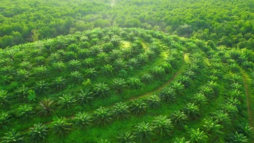 Drone flying over palm plantation, large mangroves in the background
