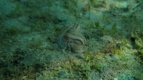 Fireworm Shot, FL, USA