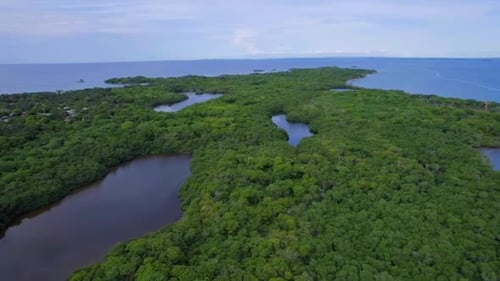 Cool mangrove lagoons in Isla Grande Colombian Island. Wildlife habitat. Aerial