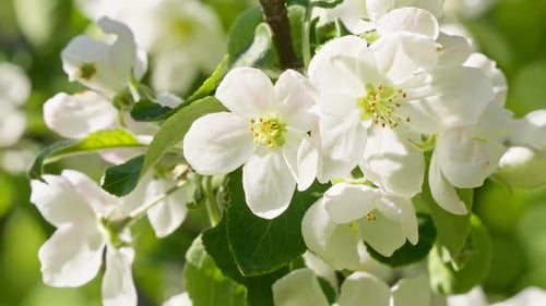 Flower Branch Forest Grass Beautiful Blossom Spring Sun Wind Slow Motion