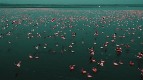 Aerial view of flamingos in water, India.