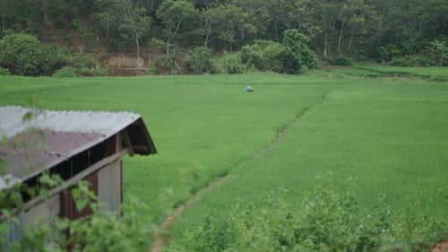 Farmer Woman in the Distance Harvesting Rice in a Large Rice Field Near the Forest Trees and Hut in