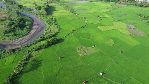 Paddy Field