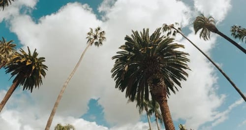 Beverly Hills Street mit Palmen.