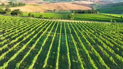 Aerial Drone View Over Vineyards Towards Agricultural Fields During Sunrise
