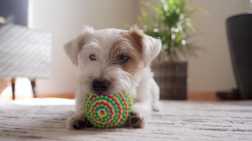 Dog Jack Russel Gnaws Colorful Ball Toy Shote Inside the House Close Up