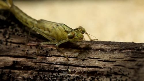 Nymphe demoiselle (Enallagma) assise sur une bûche et se toilettant les pattes et les antennes