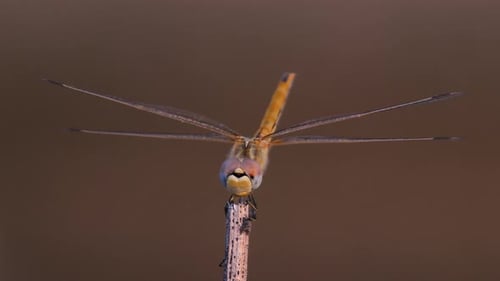 Dragonfly