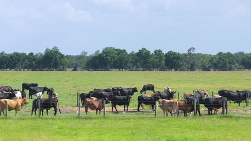 Milk Cows Grazing on Green Farm Pasture Production of Organic Dairy Products Feeding of Cattle on