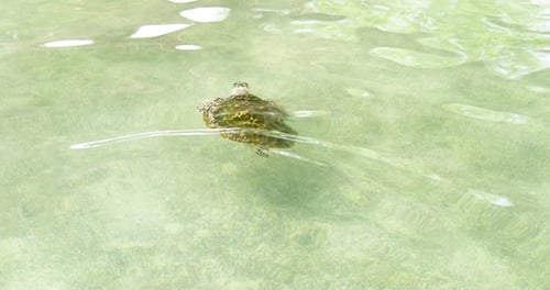 Schwimmschildkröte, klares Wasser, Meer, Lebensraum, Tierwelt, Unterwasseransicht, Meereslebewesen, Konzept