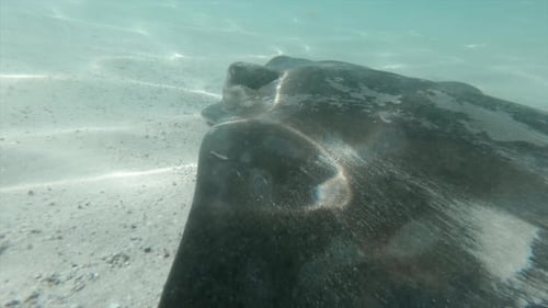 Stingray Swimming and Flapping Its Fins in the Blue Sea of Cathedral Cove New Zealand
