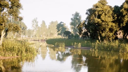 Calm River Flowing Through a Lush Forest Landscape