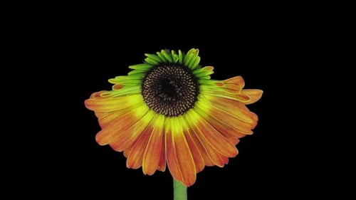 Striking Orange Flower Blooming on Black Background