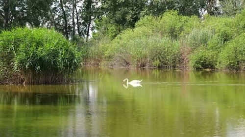 White Swan Dive Into The Water Of Red Swamp Of Csaszartoltes In Kiskunsagi Nemzeti Park, Hungary. -